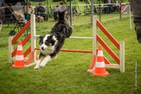 0032AGILITY CLAYE SOUILLY - CAT C - CHELSEA AGI 0876- : 2016, 26 JUIN 2016, Berger Australien, CHELSEA, Claye Souilly, robe noir