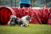 0003AGILITY CLAYE SOUILLY - DJOY BLUE AGI 0741- : 2016, 26 JUIN 2016, Berger des shetlands, Claye Souilly, DJOY BLUE, open+, robe bleu merle