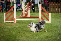 0008AGILITY CLAYE SOUILLY - DJOY BLUE AGI 1359- : 2016, 26 JUIN 2016, Berger des shetlands, Claye Souilly, DJOY BLUE, robe bleu merle