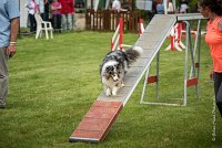 0011AGILITY CLAYE SOUILLY - DJOY BLUE AGI 1362- : 2016, 26 JUIN 2016, Berger des shetlands, Claye Souilly, DJOY BLUE, robe bleu merle