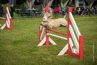 0002AGILITY CLAYE SOUILLY - EDEN ROCAGI 9871- : 2016, 26 JUIN 2016, COCKER AMERICAIN, Claye Souilly, EDEN ROC, Open