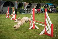 0003AGILITY CLAYE SOUILLY - EDEN ROCAGI 9872- : 2016, 26 JUIN 2016, COCKER AMERICAIN, Claye Souilly, EDEN ROC, Open