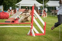 0005AGILITY CLAYE SOUILLY - EDEN ROCAGI 9875- : 2016, 26 JUIN 2016, COCKER AMERICAIN, Claye Souilly, EDEN ROC, Open