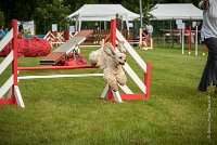 0006AGILITY CLAYE SOUILLY - EDEN ROCAGI 9876- : 2016, 26 JUIN 2016, COCKER AMERICAIN, Claye Souilly, EDEN ROC, Open