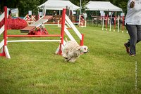 0007AGILITY CLAYE SOUILLY - EDEN ROCAGI 9877- : 2016, 26 JUIN 2016, COCKER AMERICAIN, Claye Souilly, EDEN ROC, Open