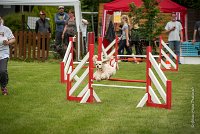 0008AGILITY CLAYE SOUILLY - EDEN ROCAGI 1640- : 2016, 26 JUIN 2016, COCKER AMERICAIN, Claye Souilly, EDEN ROC