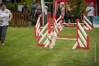 0009AGILITY CLAYE SOUILLY - EDEN ROCAGI 1641- : 2016, 26 JUIN 2016, COCKER AMERICAIN, Claye Souilly, EDEN ROC