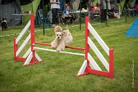 0011AGILITY CLAYE SOUILLY - EDEN ROCAGI 1643- : 2016, 26 JUIN 2016, COCKER AMERICAIN, Claye Souilly, EDEN ROC