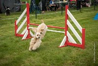 0012AGILITY CLAYE SOUILLY - EDEN ROCAGI 1644- : 2016, 26 JUIN 2016, COCKER AMERICAIN, Claye Souilly, EDEN ROC