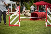 0014AGILITY CLAYE SOUILLY - EDEN ROCAGI 1647- : 2016, 26 JUIN 2016, COCKER AMERICAIN, Claye Souilly, EDEN ROC