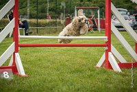 0016AGILITY CLAYE SOUILLY - EDEN ROCAGI 1650- : 2016, 26 JUIN 2016, COCKER AMERICAIN, Claye Souilly, EDEN ROC