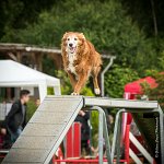 0002AGILITY CLAYE SOUILLY - CAT B - ESMERALDA AGI 9845- : 2016, 26 JUIN 2016, Catégorie B, Claye Souilly, EPAGNEUL BRETON, ESMERALDA dite CANNELLE, Open