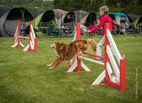 0003AGILITY CLAYE SOUILLY - CAT B - ESMERALDA AGI 9850- : 2016, 26 JUIN 2016, Catégorie B, Claye Souilly, EPAGNEUL BRETON, ESMERALDA dite CANNELLE, Open