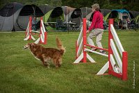 0004AGILITY CLAYE SOUILLY - CAT B - ESMERALDA AGI 9851- : 2016, 26 JUIN 2016, Catégorie B, Claye Souilly, EPAGNEUL BRETON, ESMERALDA dite CANNELLE, Open