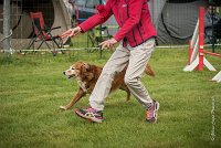 0005AGILITY CLAYE SOUILLY - CAT B - ESMERALDA AGI 9855- : 2016, 26 JUIN 2016, Catégorie B, Claye Souilly, EPAGNEUL BRETON, ESMERALDA dite CANNELLE, Open