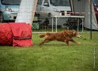 0006AGILITY CLAYE SOUILLY - CAT B - ESMERALDA AGI 9856- : 2016, 26 JUIN 2016, Catégorie B, Claye Souilly, EPAGNEUL BRETON, ESMERALDA dite CANNELLE, Open