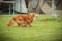 0007AGILITY CLAYE SOUILLY - CAT B - ESMERALDA AGI 9857- : 2016, 26 JUIN 2016, Catégorie B, Claye Souilly, EPAGNEUL BRETON, ESMERALDA dite CANNELLE, Open