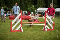 0008AGILITY CLAYE SOUILLY - CAT B - ESMERALDA AGI 9858- : 2016, 26 JUIN 2016, Catégorie B, Claye Souilly, EPAGNEUL BRETON, ESMERALDA dite CANNELLE, Open