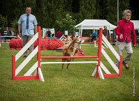 0009AGILITY CLAYE SOUILLY - CAT B - ESMERALDA AGI 9859- : 2016, 26 JUIN 2016, Catégorie B, Claye Souilly, EPAGNEUL BRETON, ESMERALDA dite CANNELLE, Open