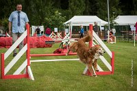 0011AGILITY CLAYE SOUILLY - CAT B - ESMERALDA AGI 9861- : 2016, 26 JUIN 2016, Catégorie B, Claye Souilly, EPAGNEUL BRETON, ESMERALDA dite CANNELLE, Open