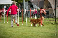 0014AGILITY CLAYE SOUILLY - CAT B - ESMERALDA AGI 9866- : 2016, 26 JUIN 2016, Catégorie B, Claye Souilly, EPAGNEUL BRETON, ESMERALDA dite CANNELLE, Open