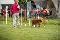 0015AGILITY CLAYE SOUILLY - CAT B - ESMERALDA AGI 9867- : 2016, 26 JUIN 2016, Catégorie B, Claye Souilly, EPAGNEUL BRETON, ESMERALDA dite CANNELLE, Open