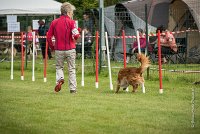 0016AGILITY CLAYE SOUILLY - CAT B - ESMERALDA AGI 9868- : 2016, 26 JUIN 2016, Catégorie B, Claye Souilly, EPAGNEUL BRETON, ESMERALDA dite CANNELLE, Open