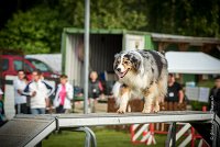 0001AGILITY CLAYE SOUILLY - CAT C - ETNA AGI 9354- : 2016, 26 JUIN 2016, Berger Australien, Claye Souilly, ETNA, Open, robe bleu merle