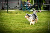 0004AGILITY CLAYE SOUILLY - CAT C - ETNA AGI 9363- : 2016, 26 JUIN 2016, Berger Australien, Claye Souilly, ETNA, Open, robe bleu merle