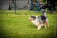 0005AGILITY CLAYE SOUILLY - CAT C - ETNA AGI 9364- : 2016, 26 JUIN 2016, Berger Australien, Claye Souilly, ETNA, Open, robe bleu merle