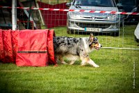 0008AGILITY CLAYE SOUILLY - CAT C - ETNA AGI 9367- : 2016, 26 JUIN 2016, Berger Australien, Claye Souilly, ETNA, Open, robe bleu merle