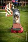 0011AGILITY CLAYE SOUILLY - CAT C - ETNA AGI 9370- : 2016, 26 JUIN 2016, Berger Australien, Claye Souilly, ETNA, Open, robe bleu merle