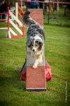 0012AGILITY CLAYE SOUILLY - CAT C - ETNA AGI 9371- : 2016, 26 JUIN 2016, Berger Australien, Claye Souilly, ETNA, Open, robe bleu merle