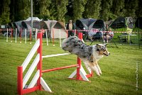 0015AGILITY CLAYE SOUILLY - CAT C - ETNA AGI 9375- : 2016, 26 JUIN 2016, Berger Australien, Claye Souilly, ETNA, Open, robe bleu merle