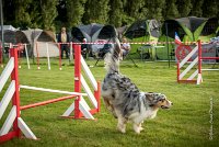 0016AGILITY CLAYE SOUILLY - CAT C - ETNA AGI 9376- : 2016, 26 JUIN 2016, Berger Australien, Claye Souilly, ETNA, Open, robe bleu merle