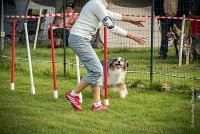 0020AGILITY CLAYE SOUILLY - CAT C - ETNA AGI 9382- : 2016, 26 JUIN 2016, Berger Australien, Claye Souilly, ETNA, Open, robe bleu merle