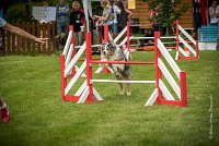 0025AGILITY CLAYE SOUILLY - CAT C - ETNA AGI 1525- : 2016, 26 JUIN 2016, Berger Australien, Claye Souilly, ETNA, robe bleu merle