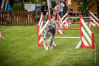 0027AGILITY CLAYE SOUILLY - CAT C - ETNA AGI 1527- : 2016, 26 JUIN 2016, Berger Australien, Claye Souilly, ETNA, robe bleu merle