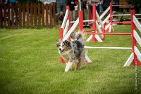 0028AGILITY CLAYE SOUILLY - CAT C - ETNA AGI 1528- : 2016, 26 JUIN 2016, Berger Australien, Claye Souilly, ETNA, robe bleu merle