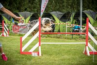 0035AGILITY CLAYE SOUILLY - CAT C - ETNA AGI 1536- : 2016, 26 JUIN 2016, Berger Australien, Claye Souilly, ETNA, robe bleu merle