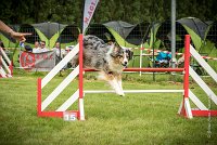 0036AGILITY CLAYE SOUILLY - CAT C - ETNA AGI 1537- : 2016, 26 JUIN 2016, Berger Australien, Claye Souilly, ETNA, robe bleu merle