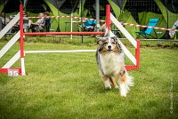 0037AGILITY CLAYE SOUILLY - CAT C - ETNA AGI 1538- : 2016, 26 JUIN 2016, Berger Australien, Claye Souilly, ETNA, robe bleu merle