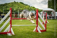 0049AGILITY CLAYE SOUILLY - CAT C - ETNA AGI 1551- : 2016, 26 JUIN 2016, Berger Australien, Claye Souilly, ETNA, robe bleu merle