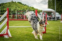 0050AGILITY CLAYE SOUILLY - CAT C - ETNA AGI 1552- : 2016, 26 JUIN 2016, Berger Australien, Claye Souilly, ETNA, robe bleu merle