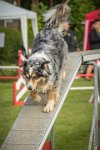 0004AGILITY CLAYE SOUILLY - F'I BET YOU DO AGI 9307- : 2016, 26 JUIN 2016, Berger Australien, Catégorie C, Claye Souilly, F'I BET YOU DO, Open, robe bleu merle