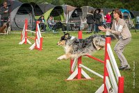 0005AGILITY CLAYE SOUILLY - F'I BET YOU DO AGI 9309- : 2016, 26 JUIN 2016, Berger Australien, Catégorie C, Claye Souilly, F'I BET YOU DO, Open, robe bleu merle