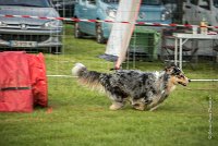 0006AGILITY CLAYE SOUILLY - F'I BET YOU DO AGI 9312- : 2016, 26 JUIN 2016, Berger Australien, Catégorie C, Claye Souilly, F'I BET YOU DO, Open, robe bleu merle