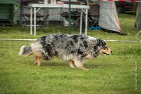 0007AGILITY CLAYE SOUILLY - F'I BET YOU DO AGI 9313- : 2016, 26 JUIN 2016, Berger Australien, Catégorie C, Claye Souilly, F'I BET YOU DO, Open, robe bleu merle