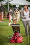 0008AGILITY CLAYE SOUILLY - F'I BET YOU DO AGI 9317- : 2016, 26 JUIN 2016, Berger Australien, Catégorie C, Claye Souilly, F'I BET YOU DO, Open, robe bleu merle