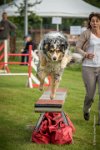 0009AGILITY CLAYE SOUILLY - F'I BET YOU DO AGI 9318- : 2016, 26 JUIN 2016, Berger Australien, Catégorie C, Claye Souilly, F'I BET YOU DO, Open, robe bleu merle